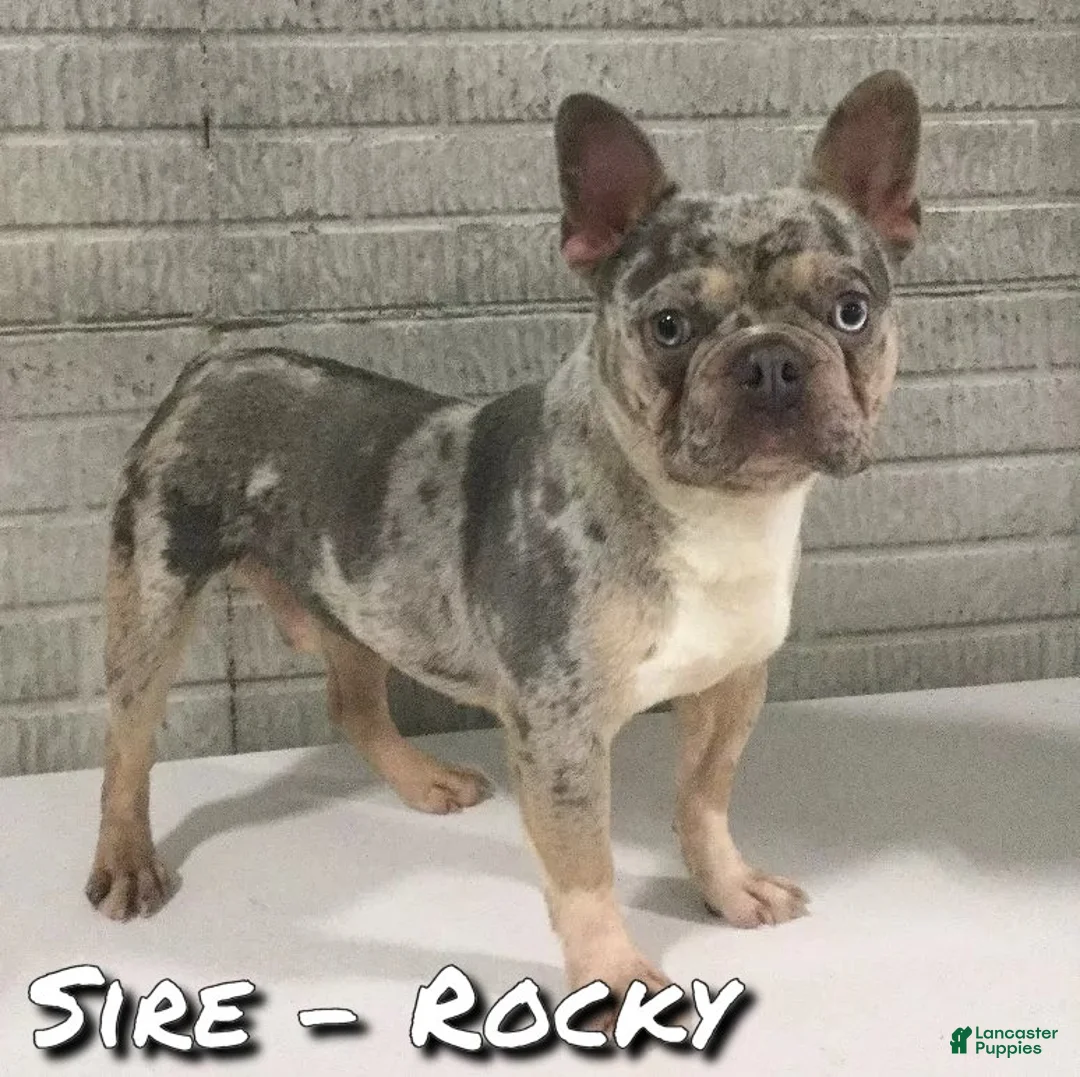 Frenchton dogs for sale: Trenton - Ad 7