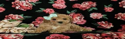 Miniature Poodle dogs for sale: Ophelia - Ad 5