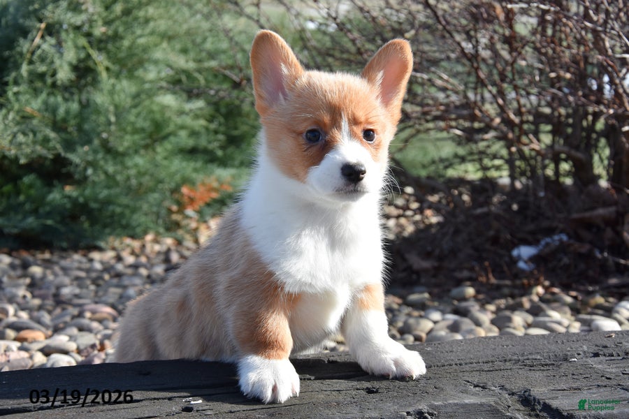 Welsh Corgi Pembroke dogs Esther - Ad 2