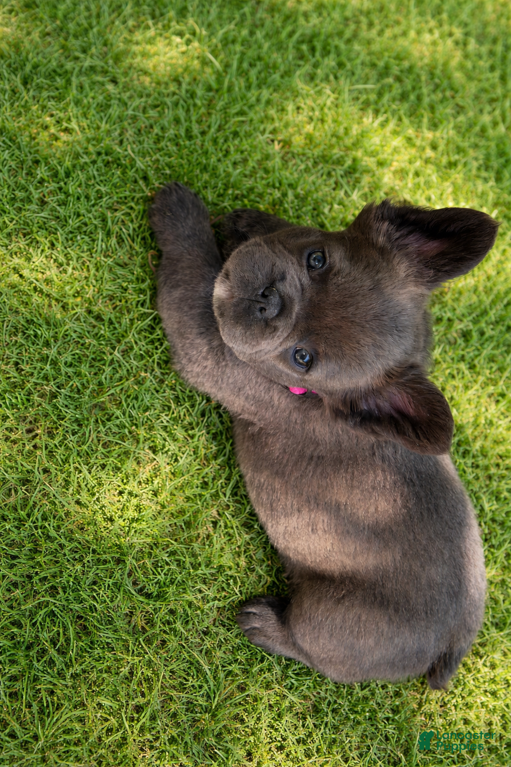 French Bulldog dogs for sale: April - Ad 5