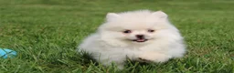 Pomeranian dogs for sale: Mochi - Ad 9