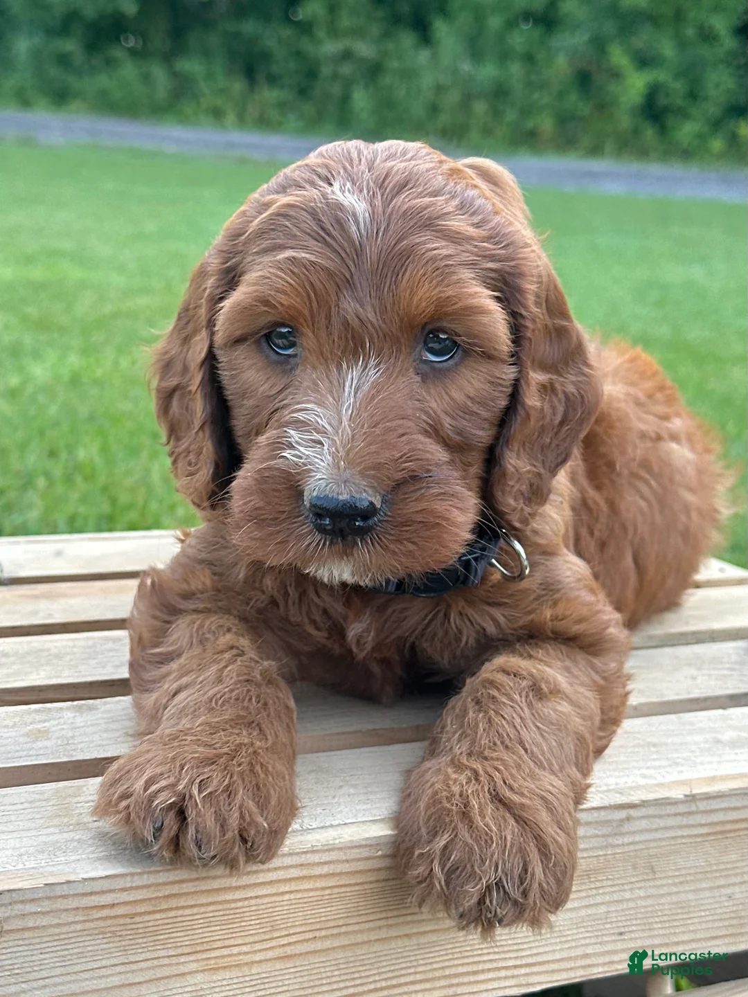 Irish Doodle dogs for sale: Ellie - Ad 1