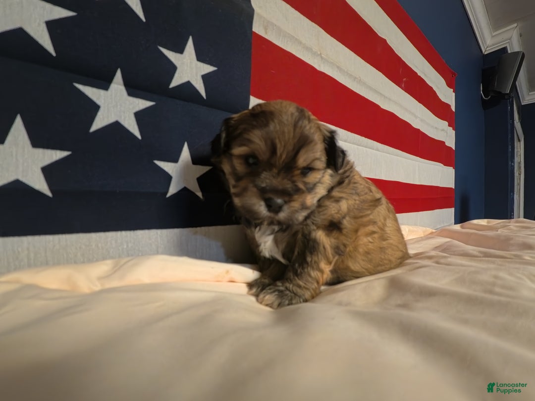 Shih Tzu dogs for sale: Tammy - Ad 5