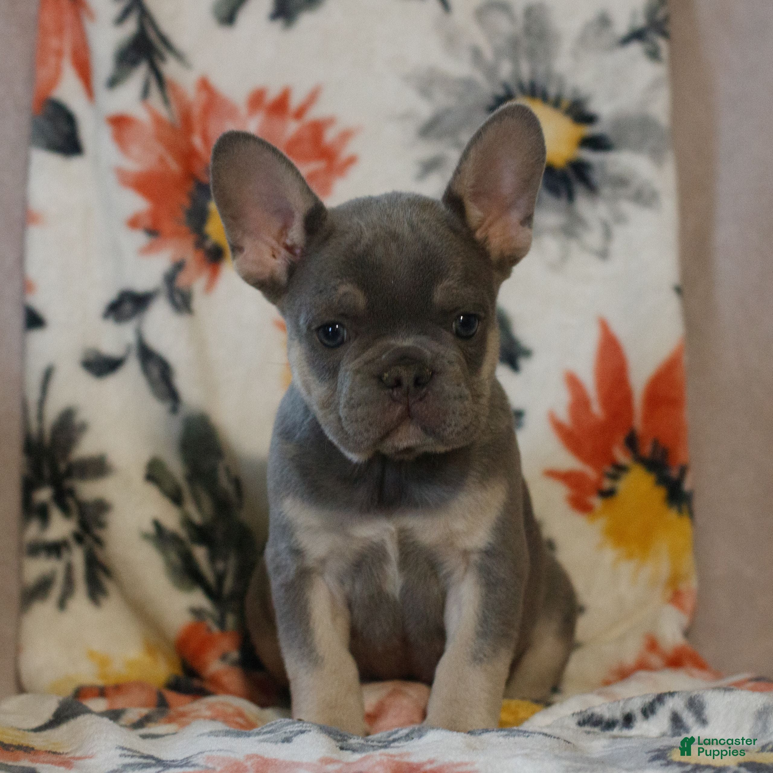 French Bulldog dogs Calvin  - Ad 2