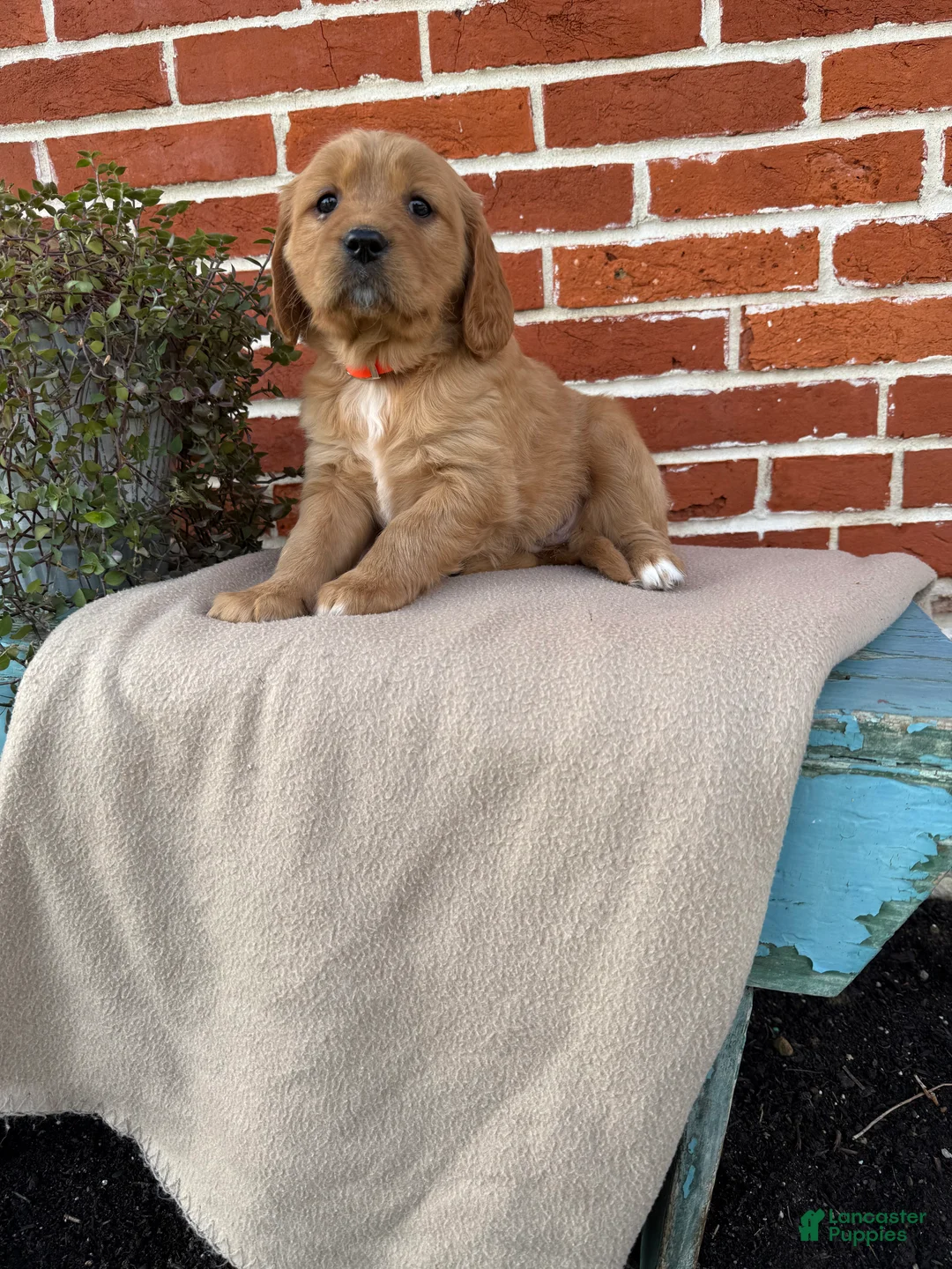 Miniature Golden Retriever dogs for sale: Miniature Golden Retriever Puppy 5 - Ad 1