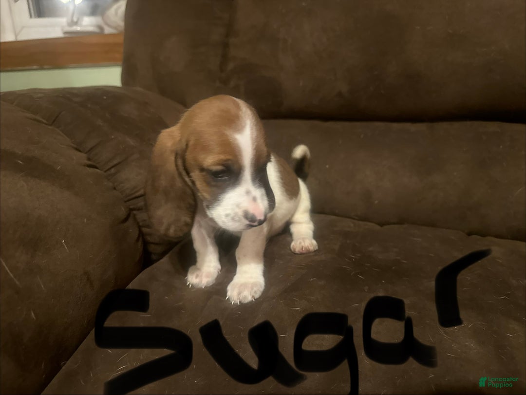 Basset Hound dogs for sale: Sugar - Ad 1