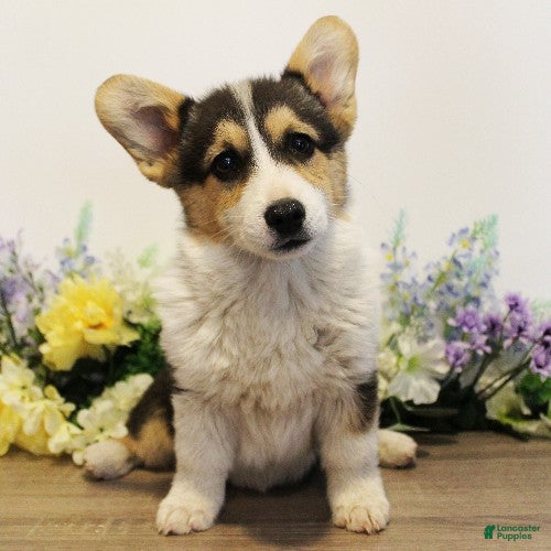 Welsh Corgi Pembroke dogs Cosmo - Ad 2