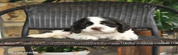 English Cocker Spaniel dogs for sale: Toby - Ad 3