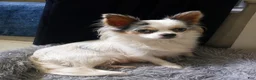 Chihuahua dogs for sale: Heart - Ad 4
