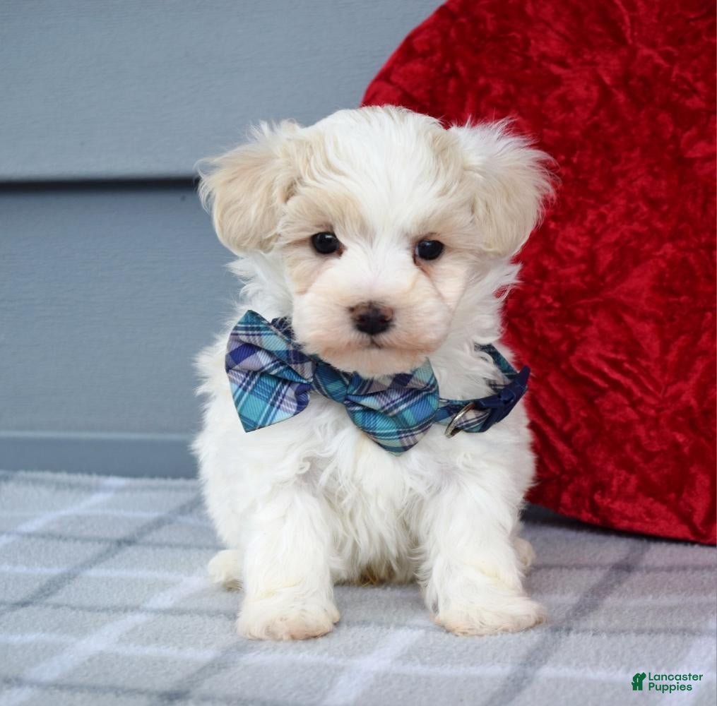 Maltipoo dogs Caleb  - Ad 2
