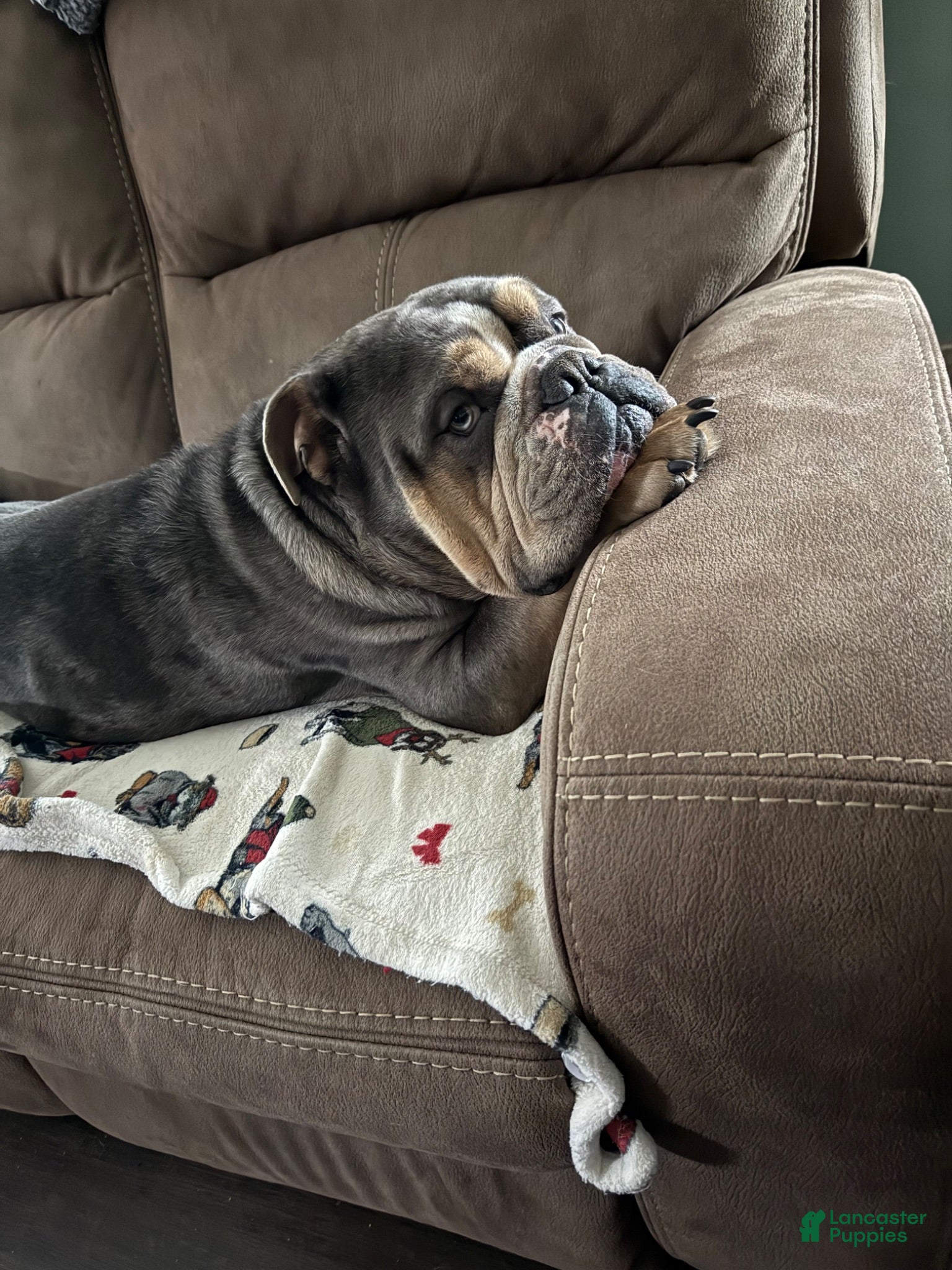 Olde English Bulldogge dogs Murphy - Ad 42
