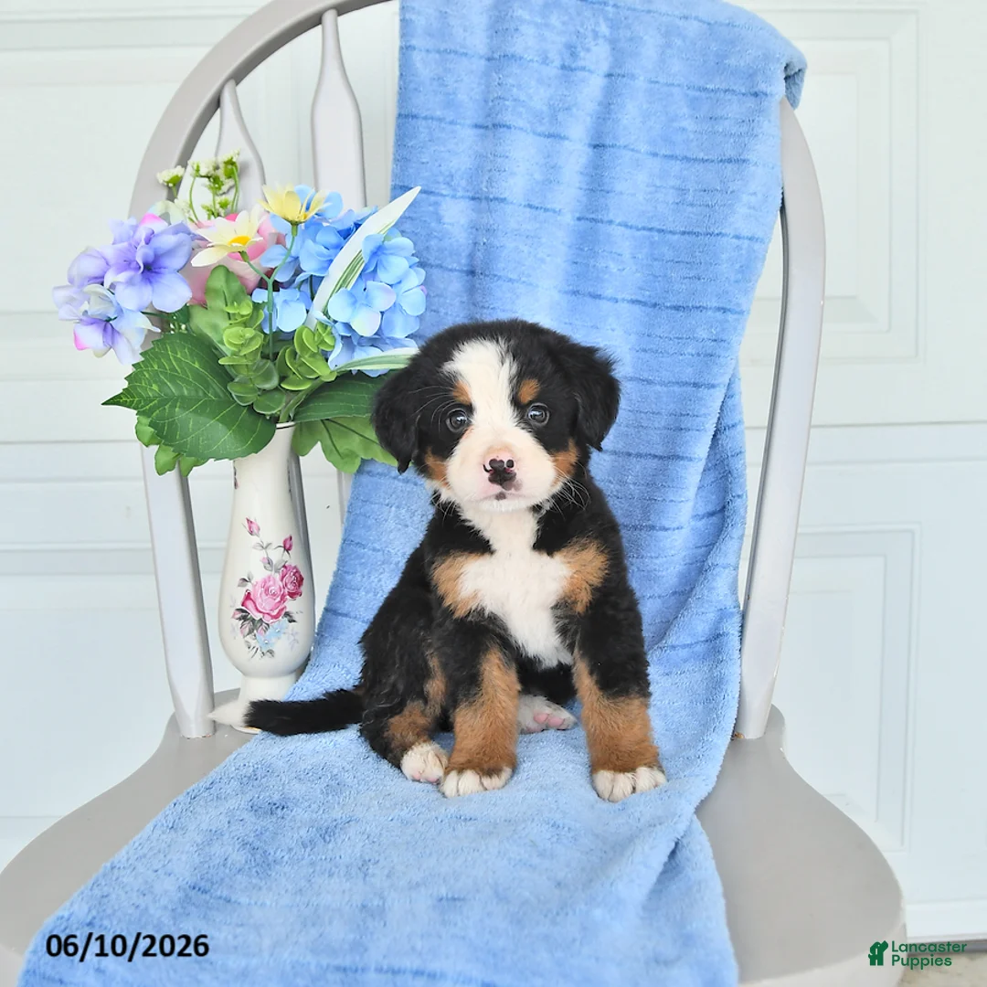 Bernese Mountain Dog dogs for sale: Mandy - Ad 2