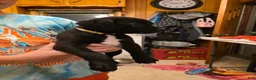 Boxer dogs for sale: Zion - Ad 2