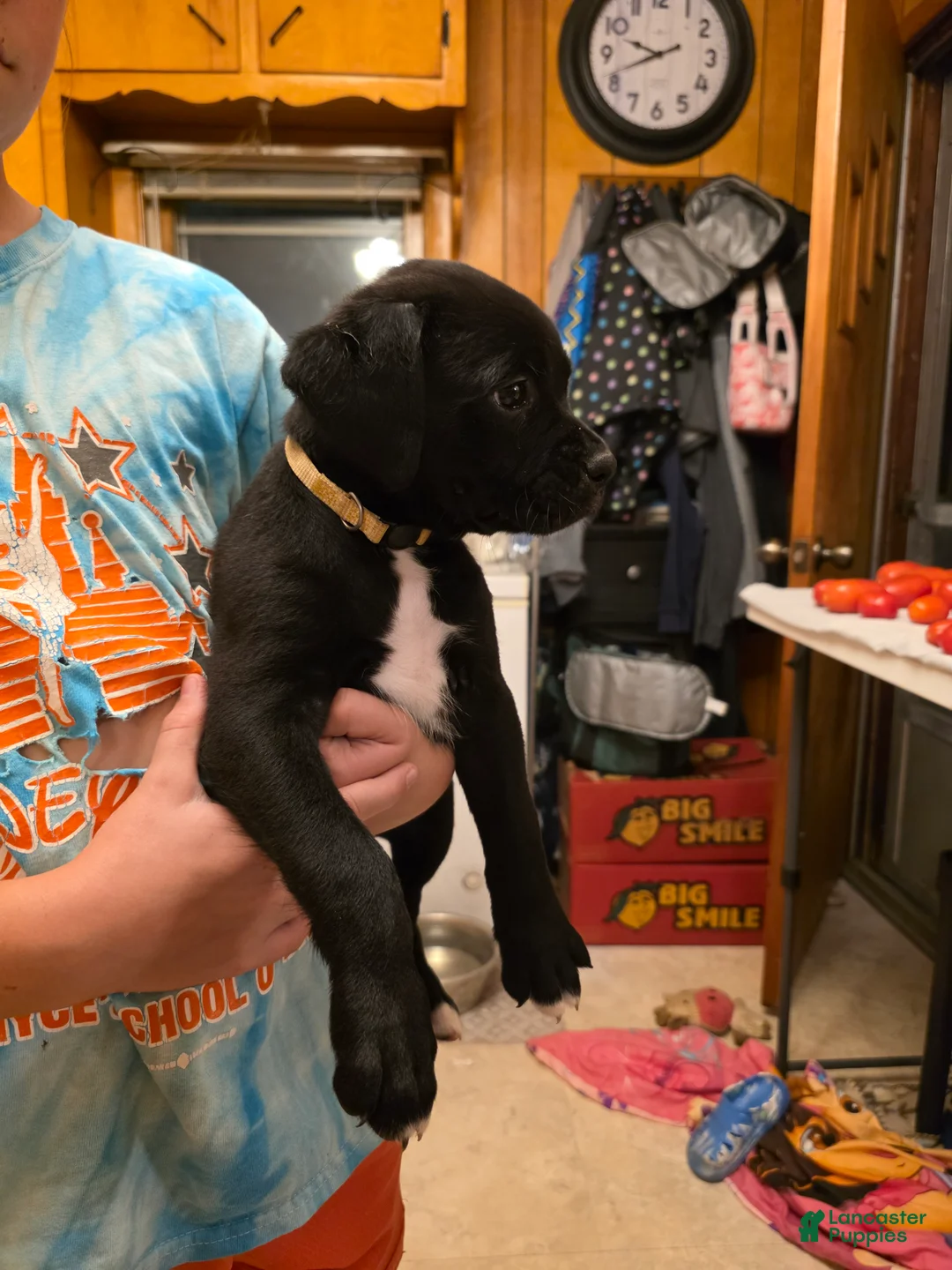 Boxer dogs for sale: Zion - Ad 2