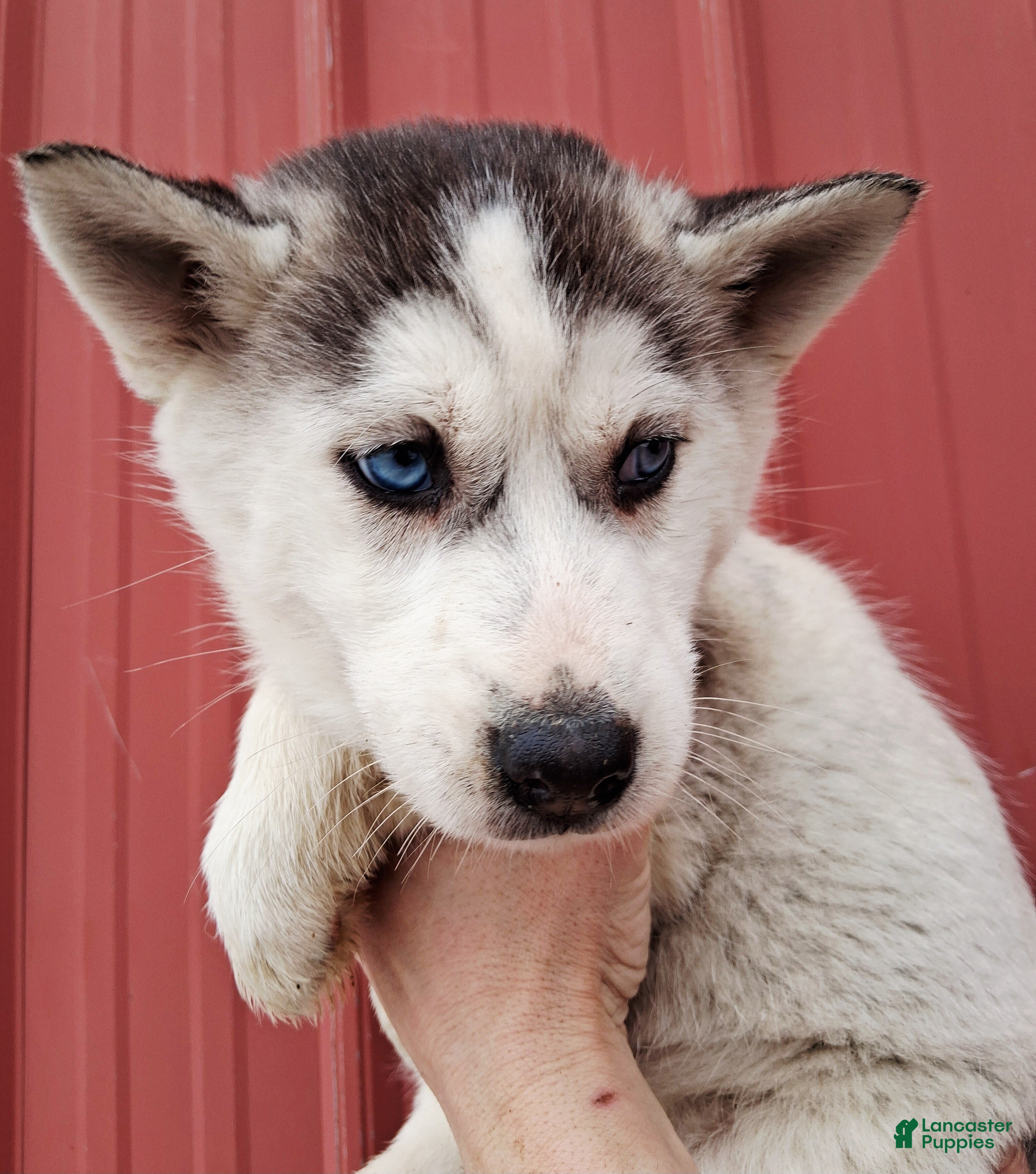 Siberian Husky dogs Maggy - Ad 1