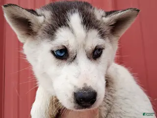 Siberian Husky dogs for sale: Maggy - Ad 1