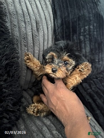 Yorkiepoo dogs Bailey - Ad 4