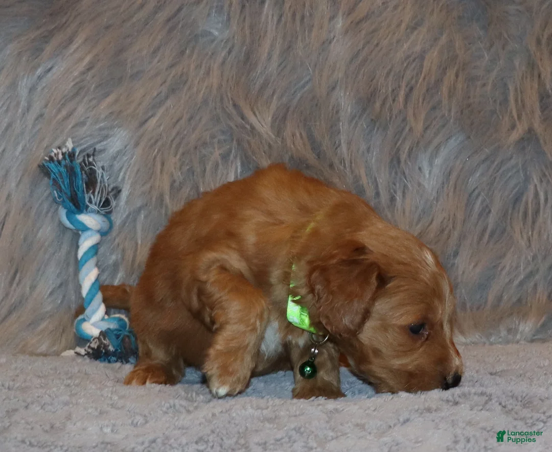 Mini Goldendoodle dogs for sale: Wyatt 💙 Genetic Clear Parents - Ad 17