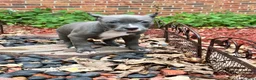 American Bully dogs for sale: Star, blue female w/ white snip - Ad 4