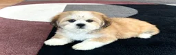 Lhasa Apso dogs for sale: Snickers - Ad 3