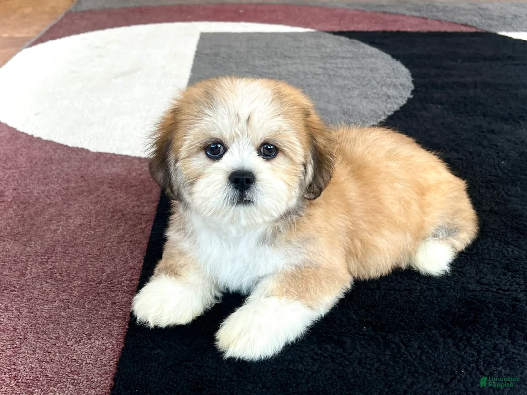 Lhasa Apso dogs for sale: Snickers - Ad 3
