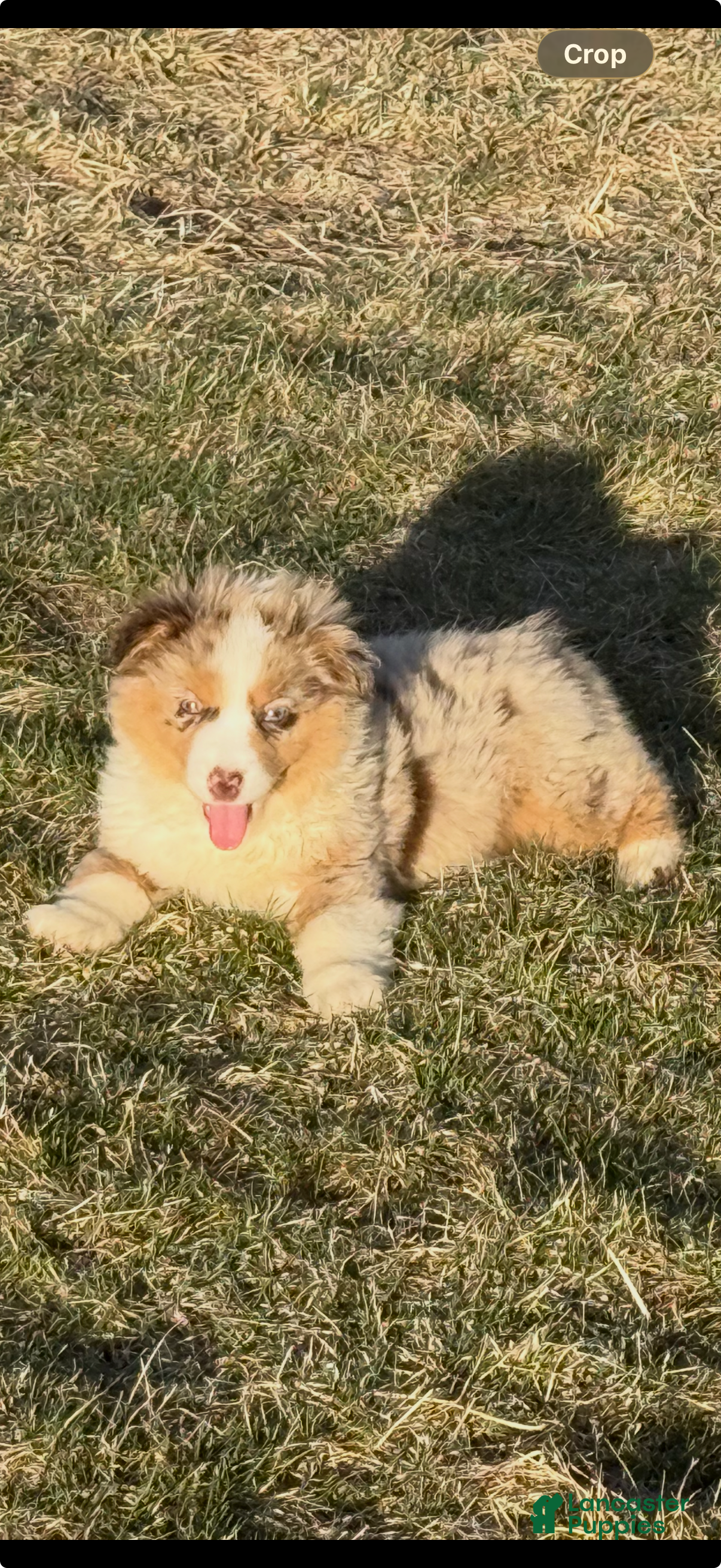 Miniature Australian Shepherd dogs Dazel - Ad 1