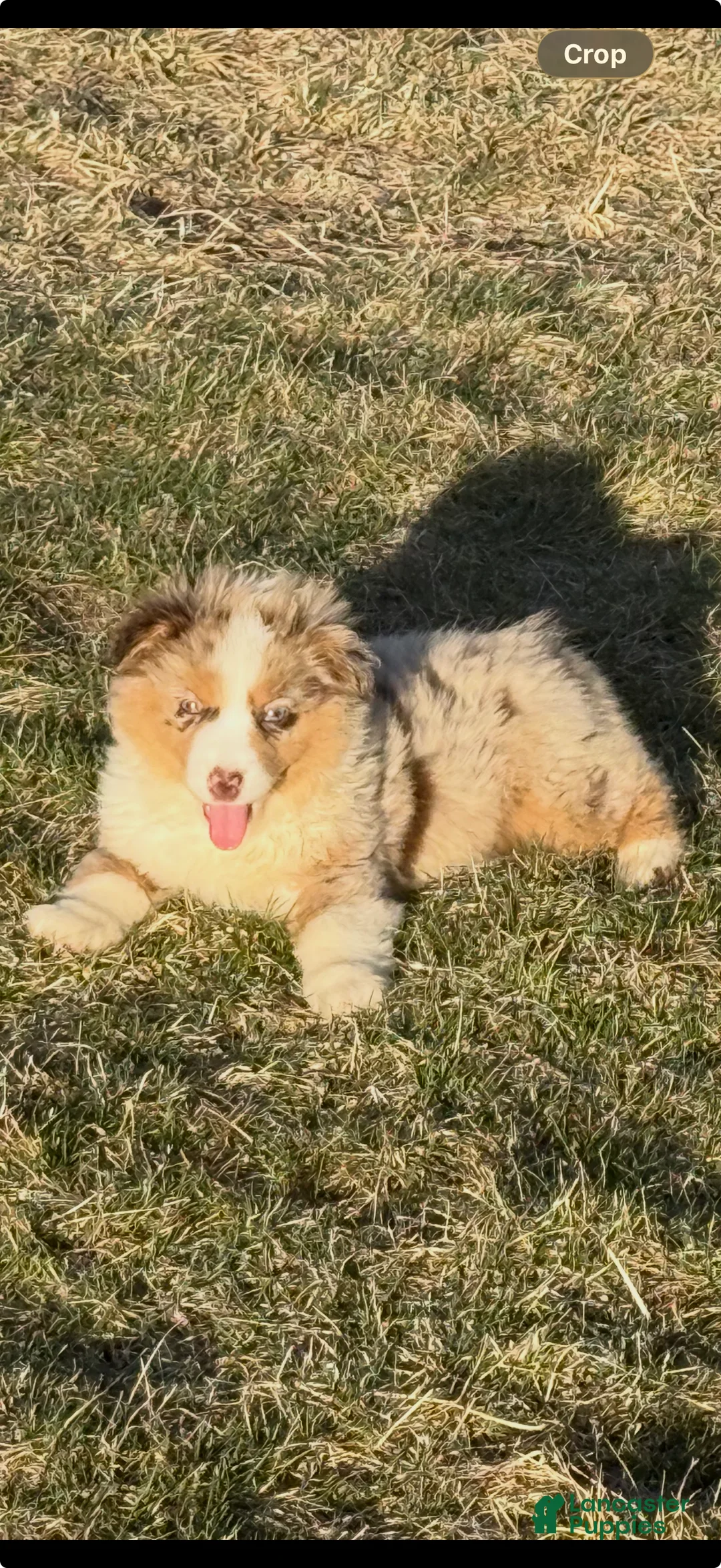 Miniature Australian Shepherd dogs for sale: Dazel - Ad 1