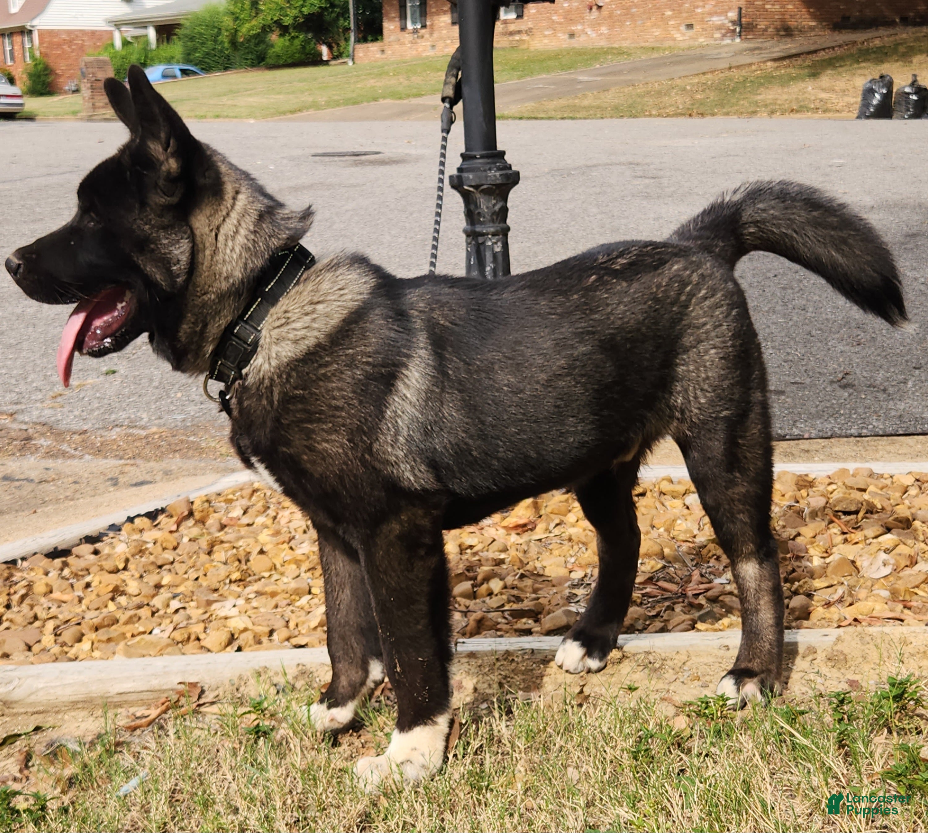 Akita dogs Miles - Ad 2