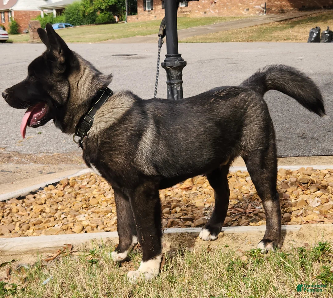 Akita dogs for sale: Miles - Ad 2