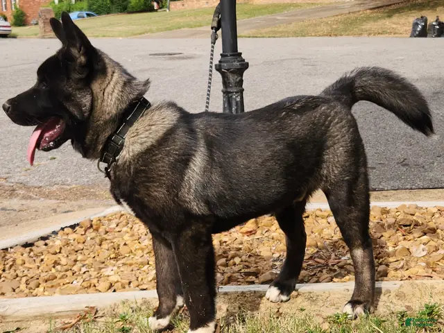 Akita dogs for sale: Miles - Ad 2