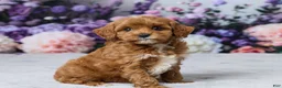 Cavapoo dogs for sale: Lilly - Ad 3