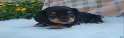 Miniature Dachshund dogs for sale: Vivian  - Ad 29