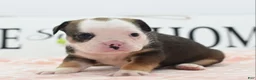 Mixed Breed dogs for sale: Queen - Ad 26