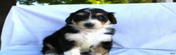 Bernedoodle dogs for sale: Smiley - Ad 3