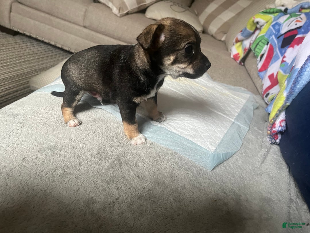Chihuahua dogs for sale: Chihuahua Puppy 3 - Ad 4