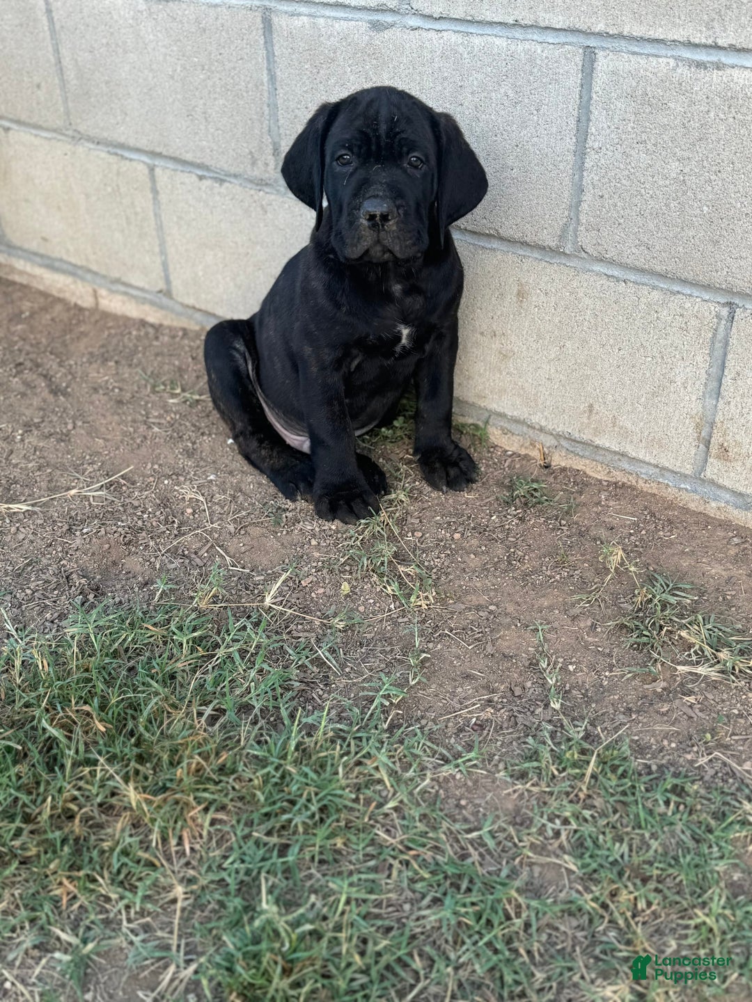 Gallery Image {{count}}