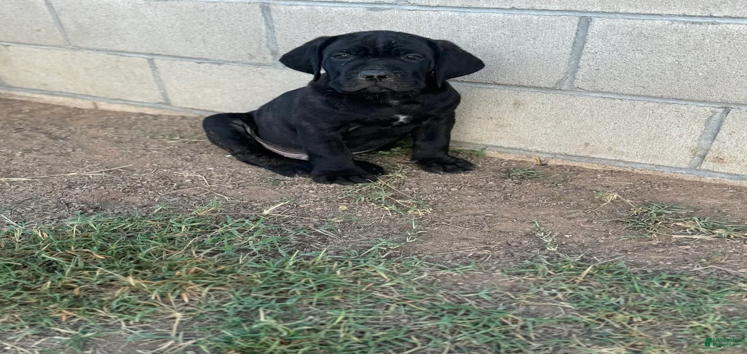 Gallery Image {{count}}