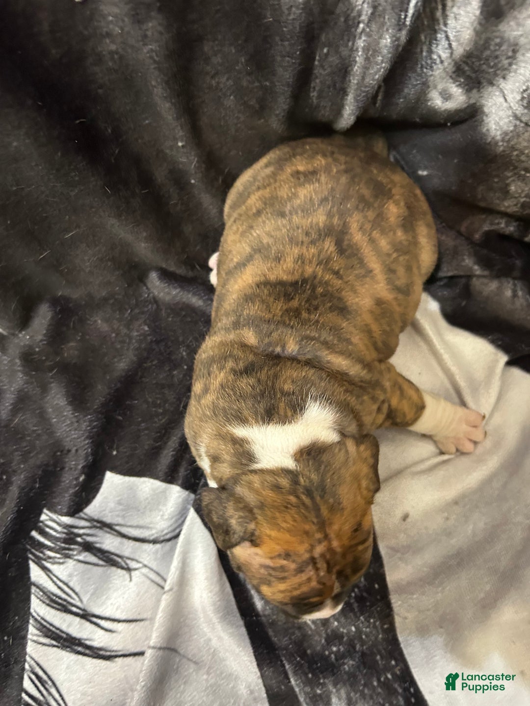 American Bully dogs for sale: American Bully Puppy 3 - Ad 12