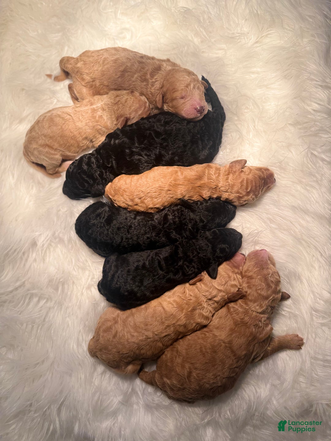 Standard Poodle dogs for sale: Standard Poodle Puppy 6 - Ad 22