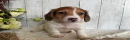 Miniature Dachshund dogs for sale: Luke - Ad 5