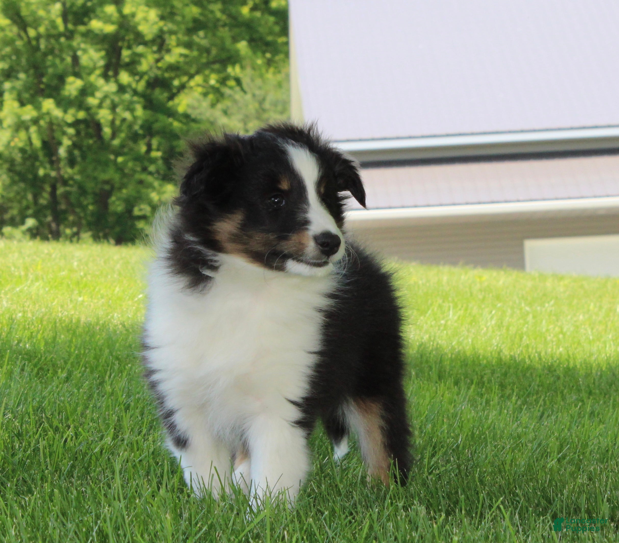 Shetland Sheepdog dogs Sierra - Ad 1