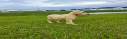 Labrador Retriever dogs for sale: Nova - Ad 5