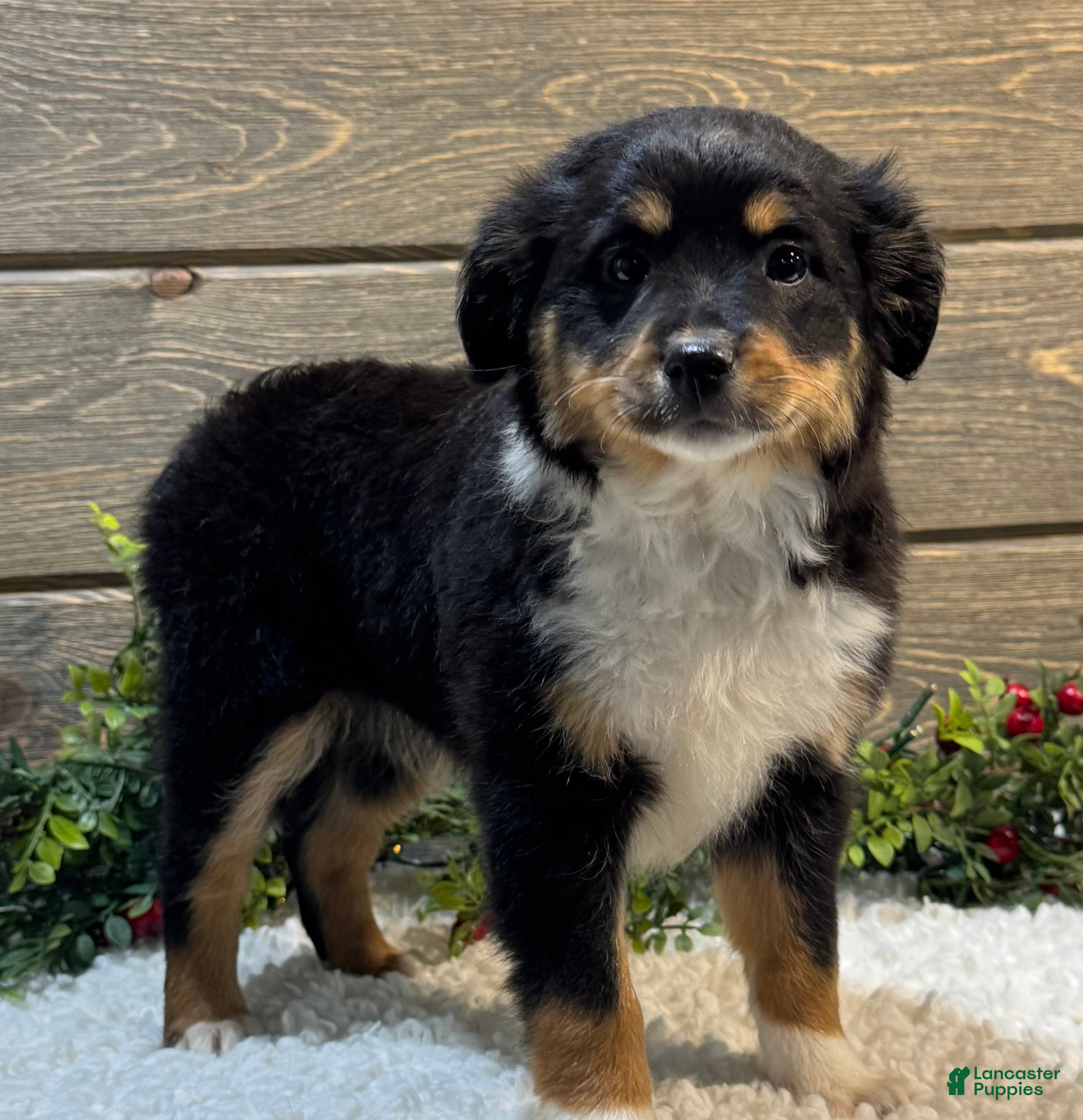 Australian Shepherd dogs Skye  - Ad 20