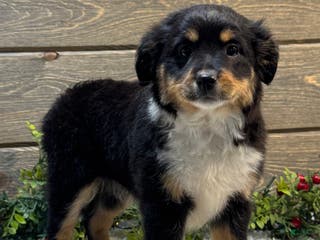 Australian Shepherd dogs Skye - Ad 42