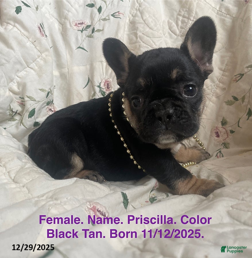 French Bulldog dogs Priscilla - Ad 32