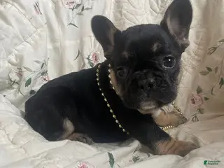 French Bulldog dogs Priscilla - Ad 42
