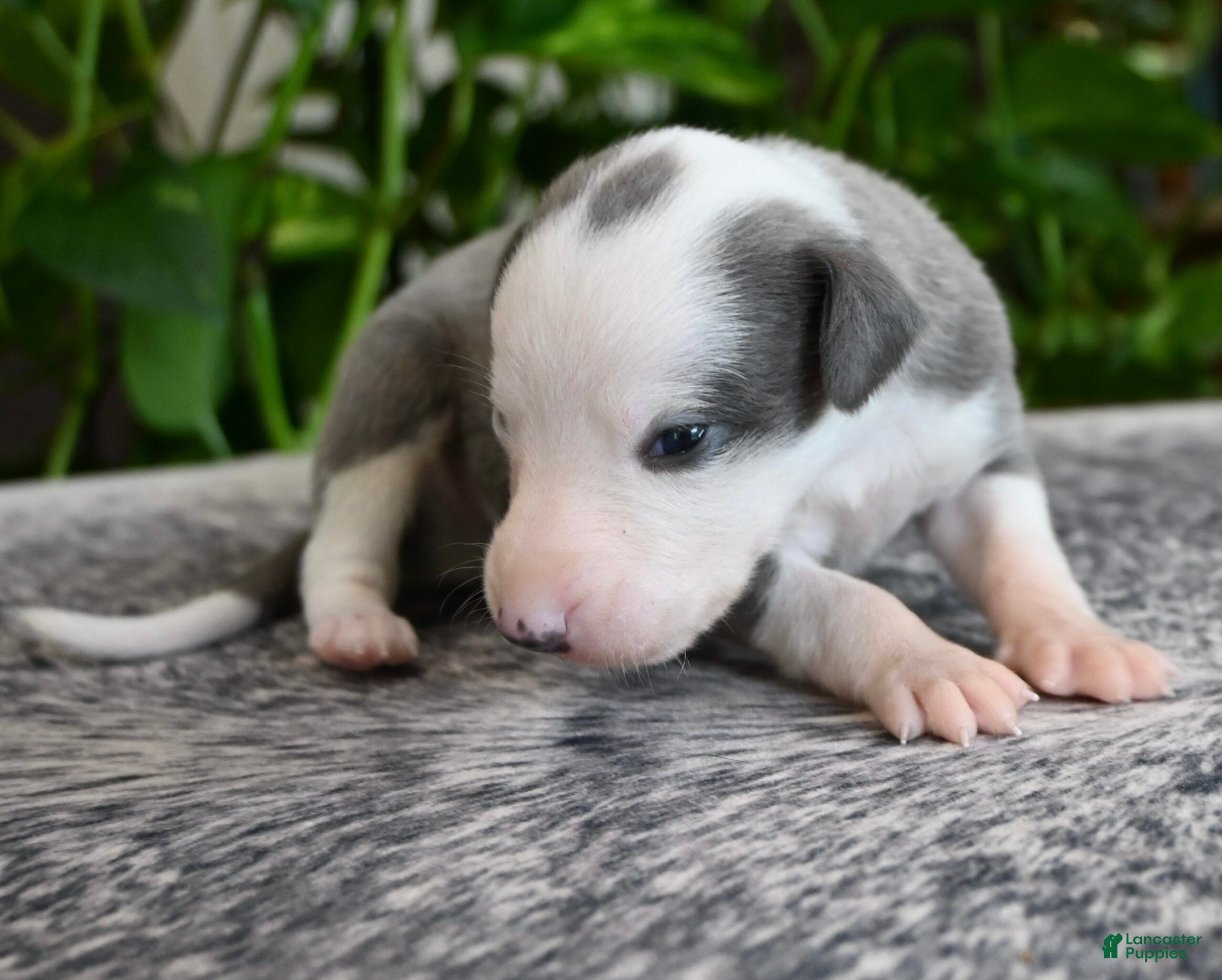 Whippet dogs Sunny - Ad 1