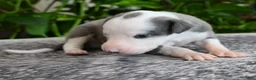 Whippet dogs for sale: Sunny - Ad 1