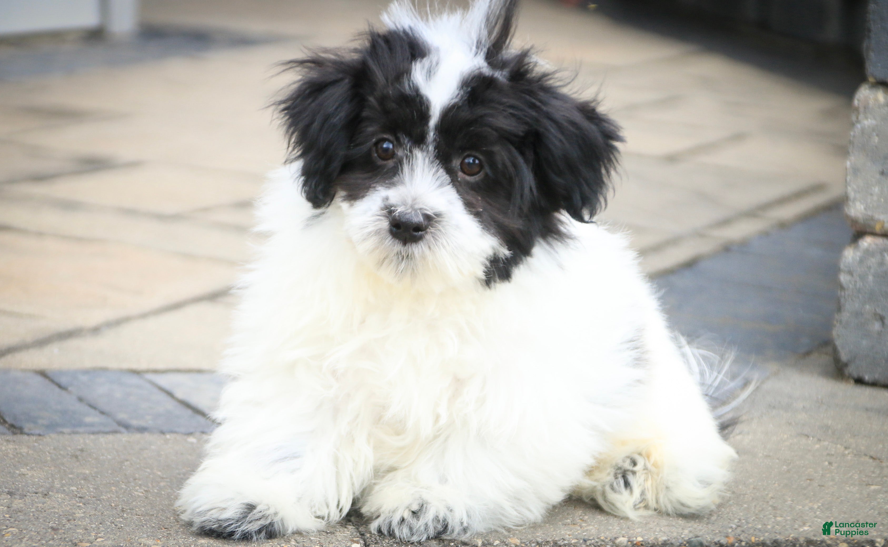 Havanese dogs Ivan Havanese Puppy  - Ad 2
