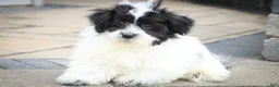 Havanese dogs for sale: Ivan Havanese Puppy  - Ad 5